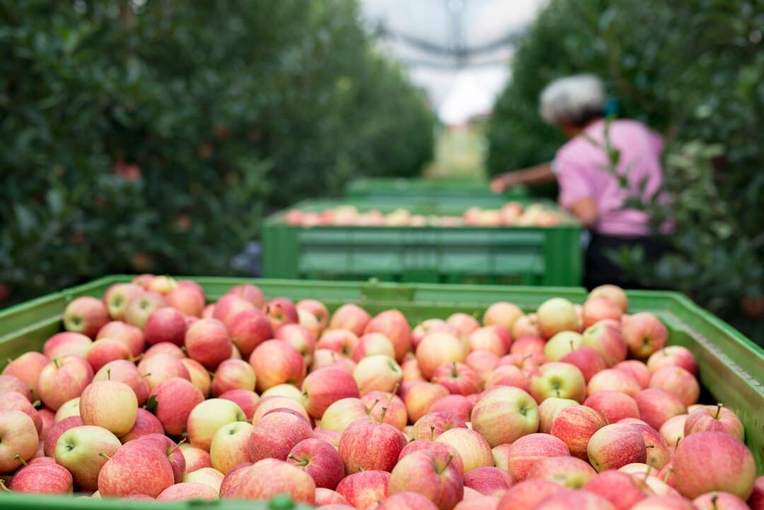 Tracking Every Apple: Building Transparent Farm-to-Fork Journeys with Blockchain